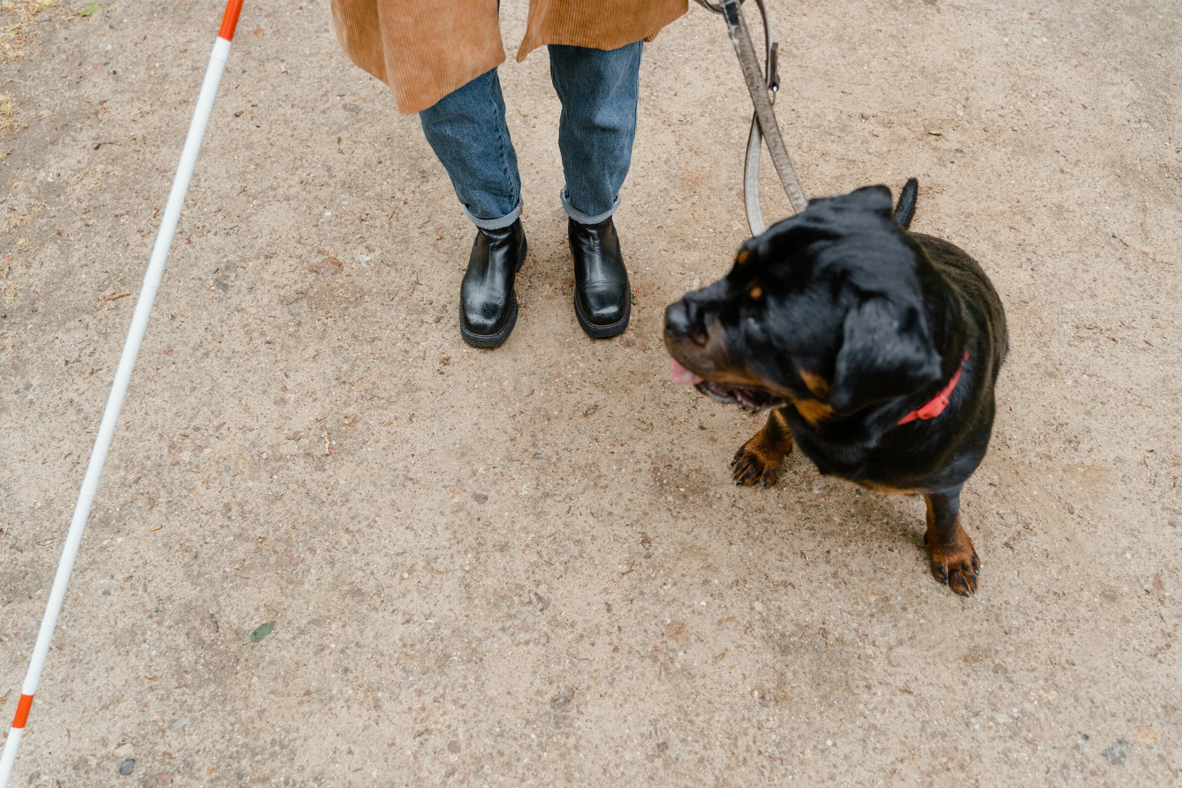 Assistance Dogs